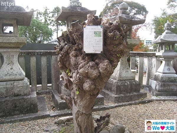 日本波物神社七夕06