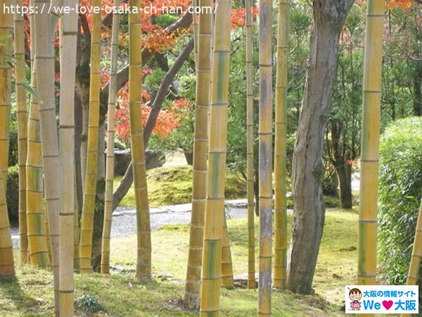 日本大阪商華堂花園09